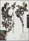 Foto von Salix myrsinifolia Salisb.